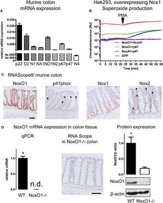 NoxO1 Controls Proliferation of Colon Epithelial Cells